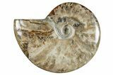 Polished Cretaceous Ammonite (Cleoniceras) Fossil - Madagascar #262129-1